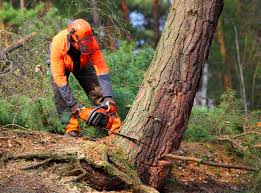 Best Tree Mulching  in Vernon Valley, NJ